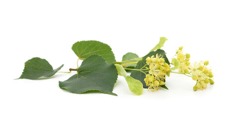 A branch of linden flowers.