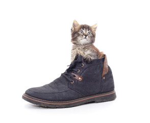 Little gray kitten in a boot.