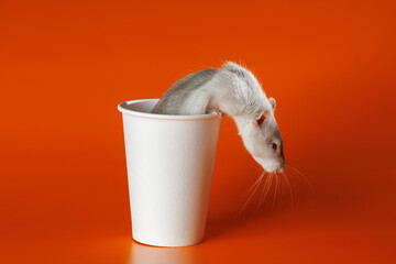 Gray rat in a paper cup. Mouse in a coffee mug. Portrait of a pest. Rodent isolated on orange...