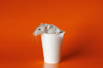 Gray rat in a paper cup. Mouse in a coffee mug. Portrait of a pest. Rodent isolated on orange...