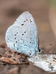 butterfly on the ground