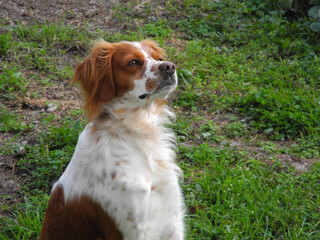 Spaniel breton