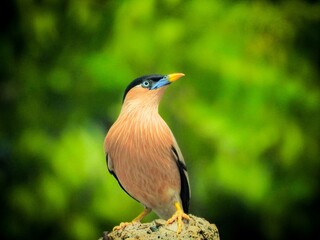 colorful bird