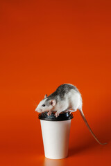 Colored rat with a paper cup. Mouse on a mug of coffee. Portrait of a pest. Rodent isolated on...