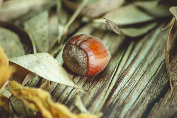 hazelnuts with dead leaves on a table