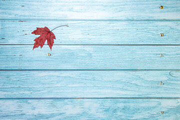 red leaf on blue wooden background