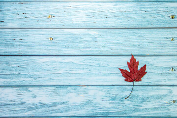 red leaf on blue wooden background