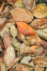 background of red orange, brown autumn leaves