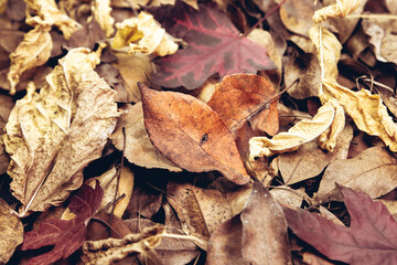 background of red orange, brown autumn leaves