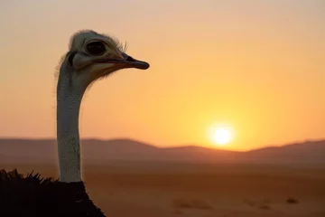 Fotobehang ostrich with neck raised, sahara sunset © primopiano
