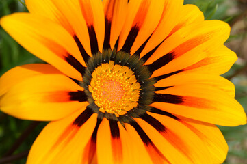 Macro photography of a yellow flower in spring environment