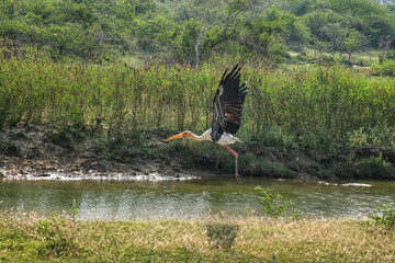 Painted Stork in Yala National Park, Sri Lanka - obrazy, fototapety, plakaty