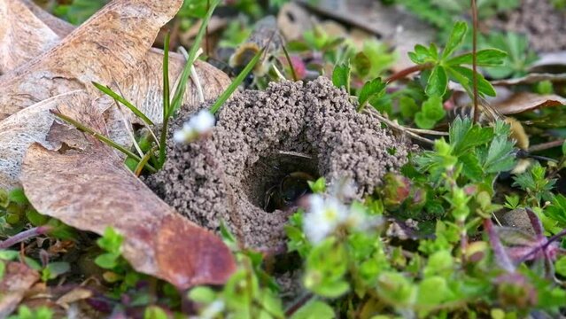 Filmmaterial eines Erdbienen Weibchen in ihrem Loch am Boden in der Stadt Regensburg in Bayern, Deutschland