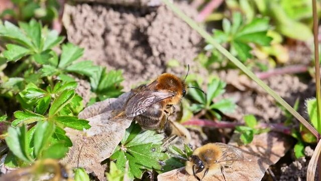 Filmmaterial von Erdbienen Weibchen und M&auml;nnchen w&auml;hrend der Paarung am Boden in der Stadt Regensburg in Bayern, Deutschland