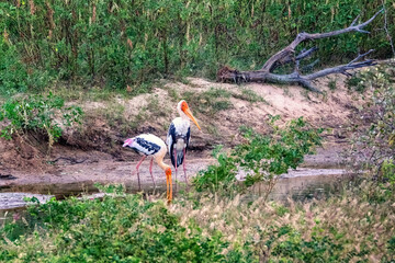 Painted Storks in Yala National Park, Sri Lanka