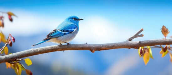 An electric blue songbird with delicate feathered wings perched gracefully on a slender twig, its beak poised to sing a melodious tune into the sky - obrazy, fototapety, plakaty