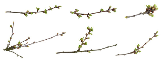 cherry branches with green buds on white isolated background - obrazy, fototapety, plakaty