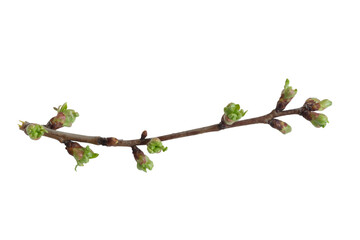 cherry branches with green buds on white isolated background