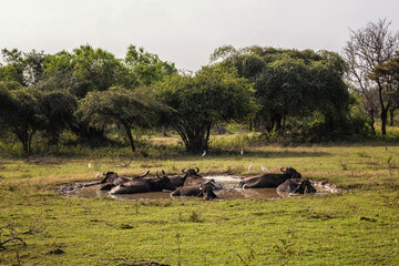 Water buffalos in Yala National Park, Sri Lanka - obrazy, fototapety, plakaty