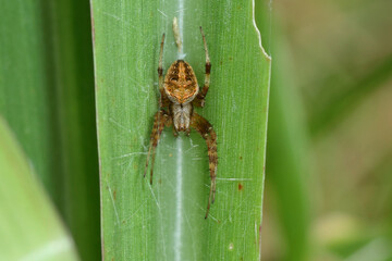 a spider in nature, macro photography, close up, insect.