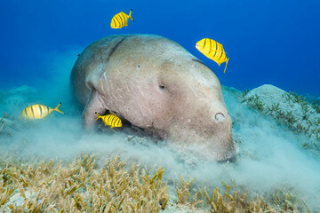 Dugong and friends
