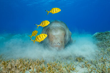 Dugong and friends
