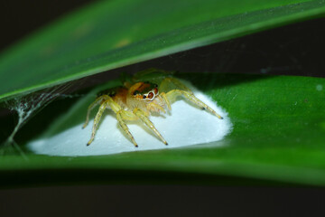 a telamonia jumping spider is guarding an egg sack, macro photography, close up, insect.