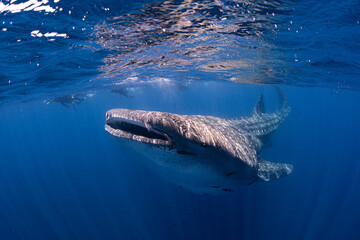 Whale shark and snorkelers