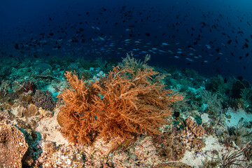 Reef scene in Indonesia