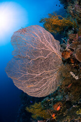 Sea fan on a coral reef