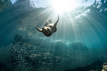 Sea lion pup coming in close