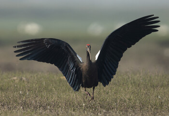 Red-naped ibis landing at Bhigwan bird sanctuary Maharashtra, India