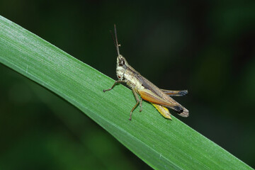 a grasshopper perched on a leaf, macro photography, close up, insect.