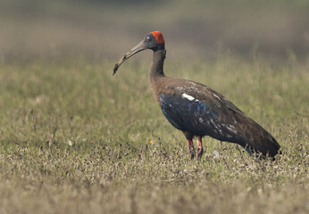 Red-naped ibis feeding at Bhigwan bird sanctuary Maharashtra, India