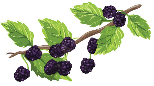 Branch of Mulberry with Lobed Leaf and Fully Ripe B