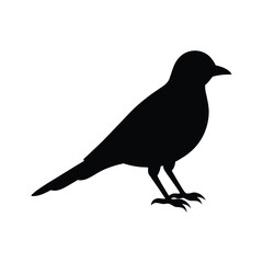silhouette of a lark bird on white