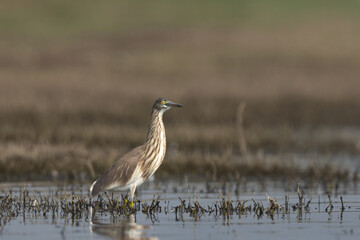 Portrait of a pond heron Bhigwan bird sanctuary, India