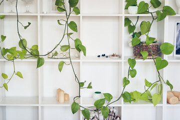 White square shelves with plant climbing Epipremnum aureum, liana, candles, green leaves, basket,...