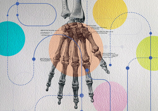 Annotated diagram of the bones and muscles in the human hand