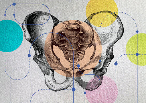 Annotated diagram of the bones of the human pelvis