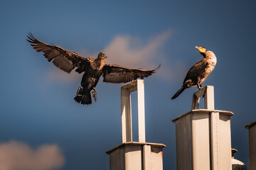 The great cormorant, Phalacrocorax carbo
