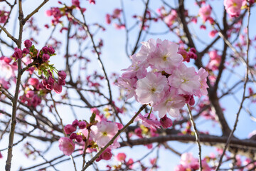 pink cherry blossom in spring