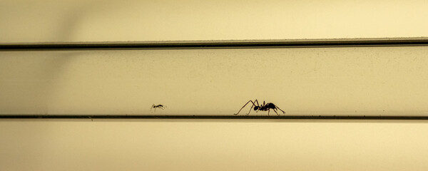 ants living in ilumminted transparent tubes to be seen their life 