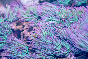 torch coral, Euphyllia glabrescens in tropical marine aquarium