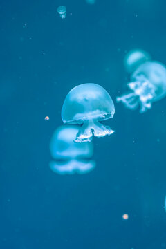 many little translucent cannonball jellyfish in big aquarium in Has des Meeres in Vienna  