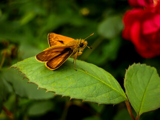 Butterfly on a green leaf of a plant in the garden.