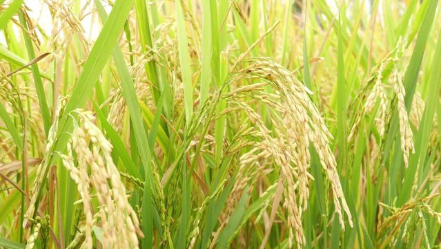 grass in the wind rice ear swinging in the field