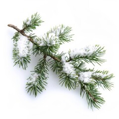 Snow-Covered Pine Branches Isolated on White Background. Generative AI.