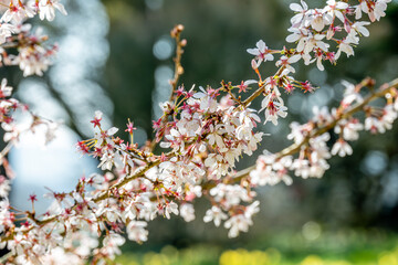 cherry blossom in spring