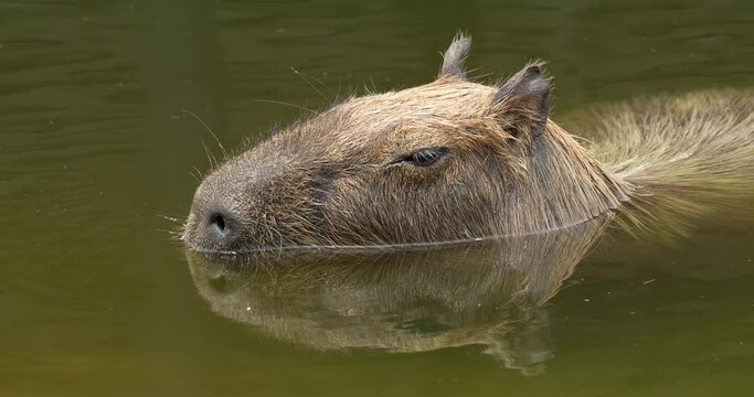The capybara, Hydrochoerus hydrochaeris is the largest extant rodent in the world. Its closest relatives are agouti, chinchillas, coyphillas, and guinea pigs. Native to South America. High definition 